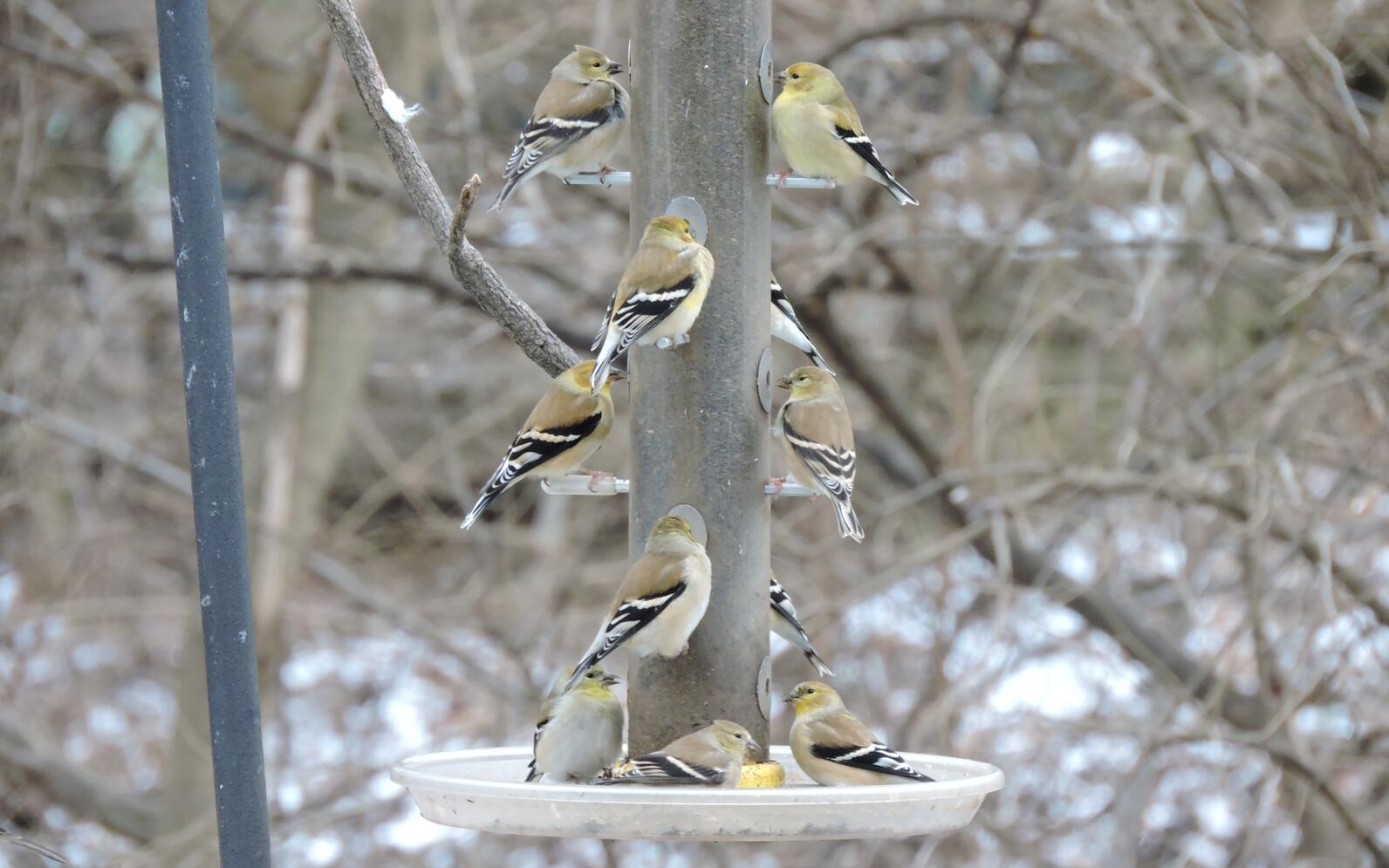 Eleven American Goldfinches visit a tube feeder in winter plumage. They have yellow washed heads, brown backs, black wings with white wing bars, and white, tan and yellow-washed bellies. 