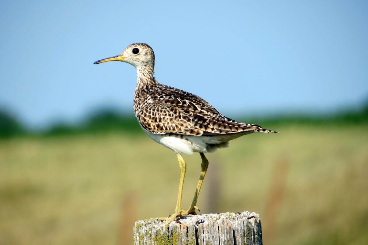 An Upland Sandpiper perches on a fence post within a grassland.