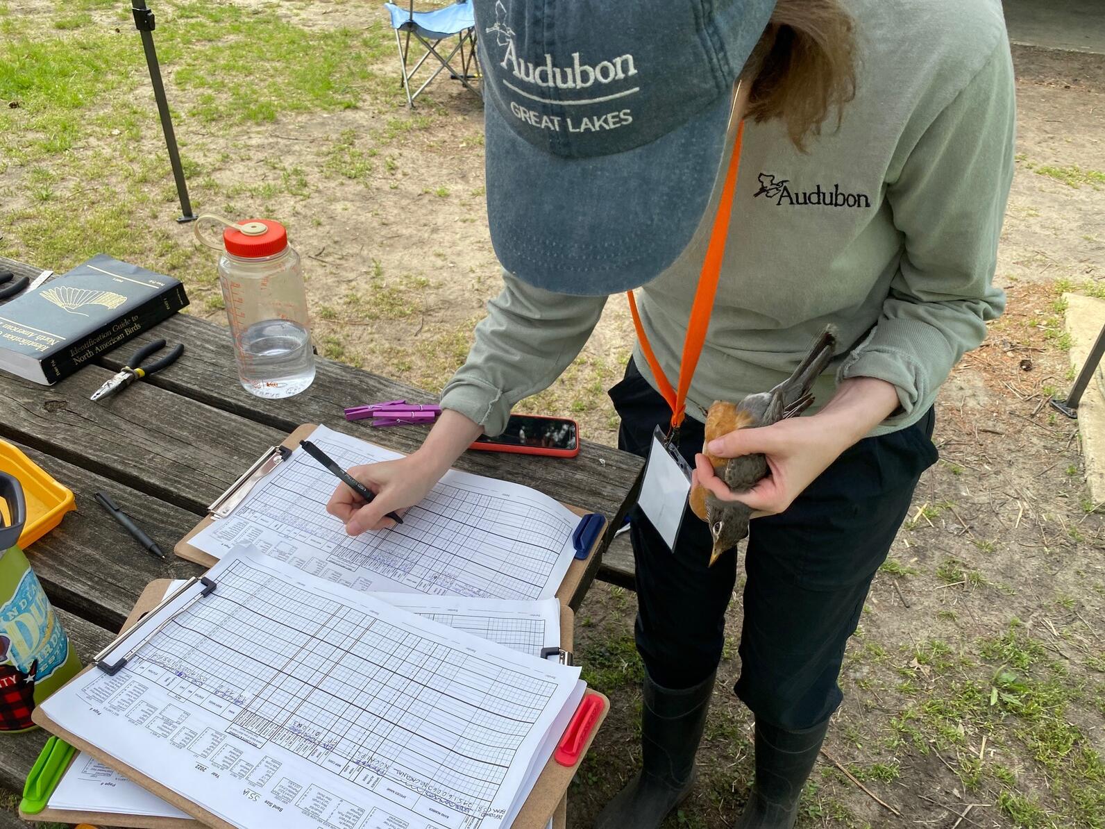 Bird Banding: A Technique For Collecting Bird Data | Audubon Great Lakes