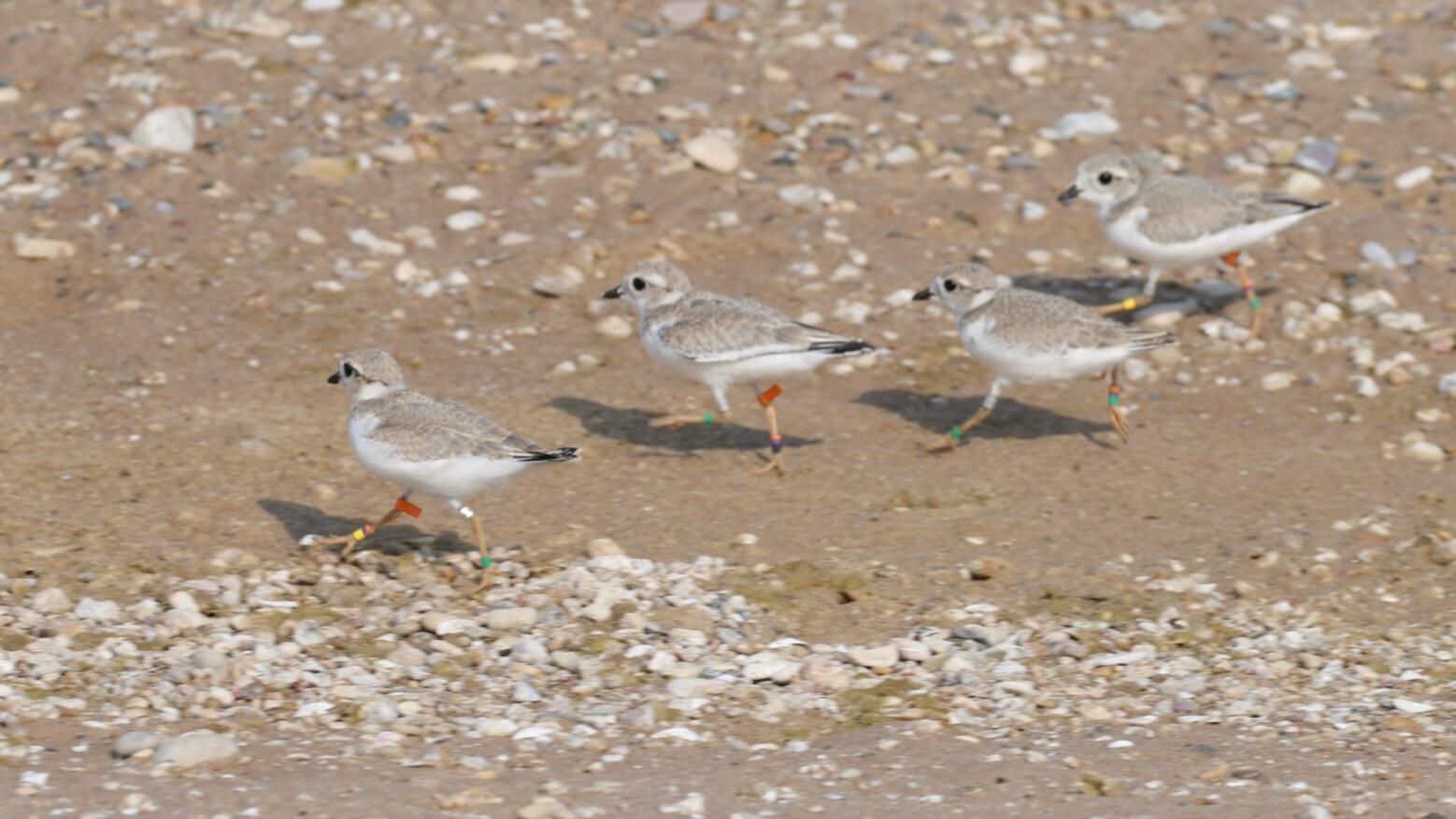 Four captive-reared chicks were released on the shores of Lake Michigan.