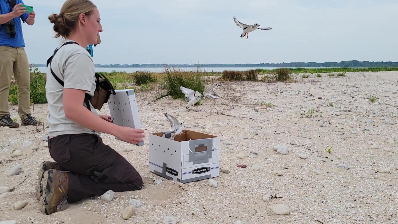 U.S. Fish and Wildlife Service, Audubon Great Lakes and partners at Detroit Zoo and University of Minnesota, released four federally endangered Great Lakes piping plover chicks at the Cat Island Restoration Site, in Lower Green Bay.