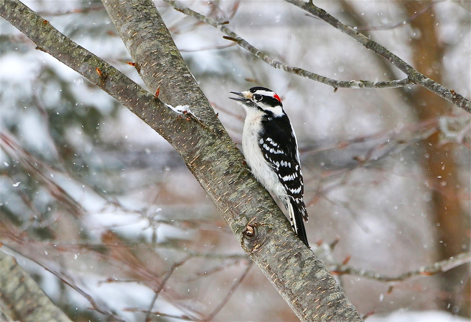 audubon downy woodpecker