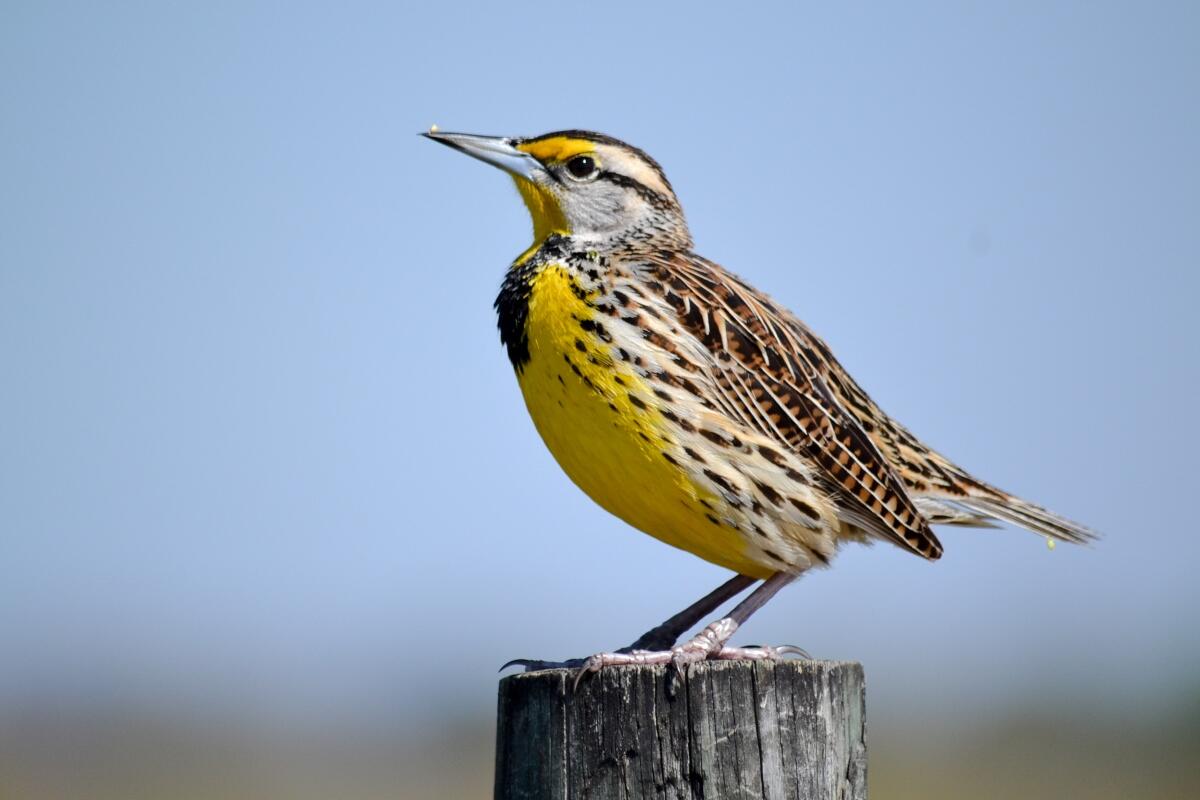 A singing Eastern Meadowlark perched on a fence post.