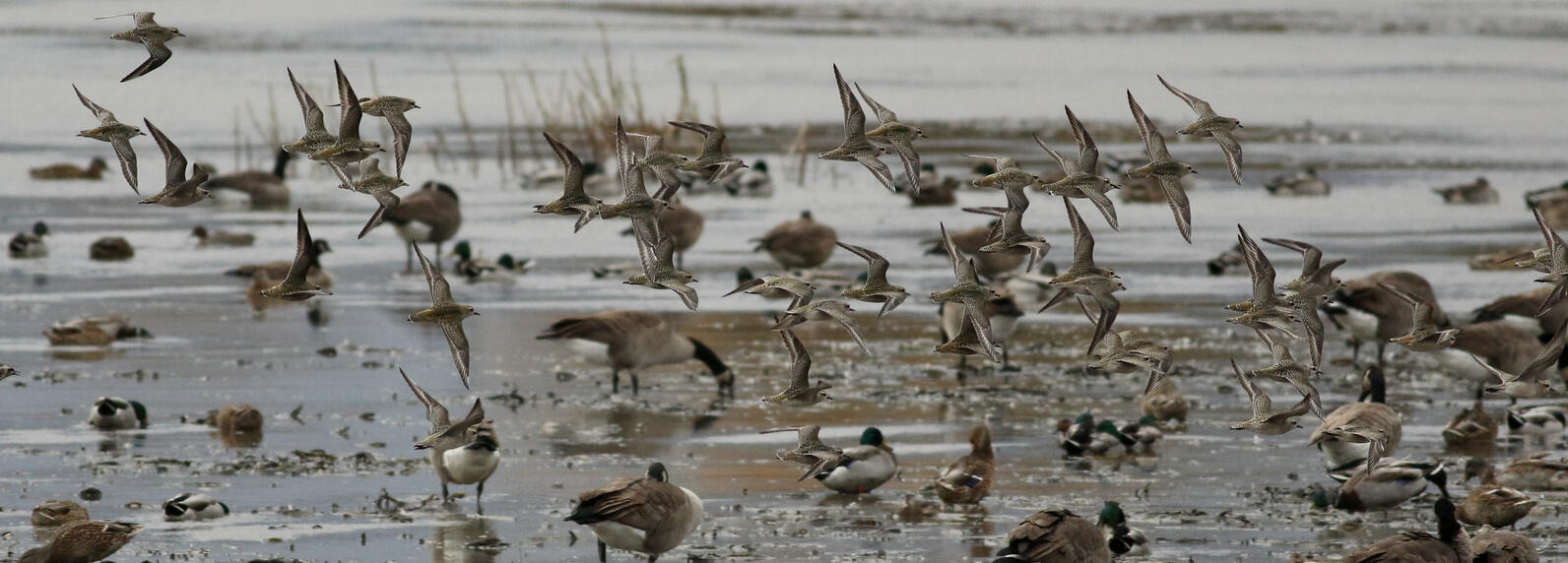 Birds gather on the shore. 