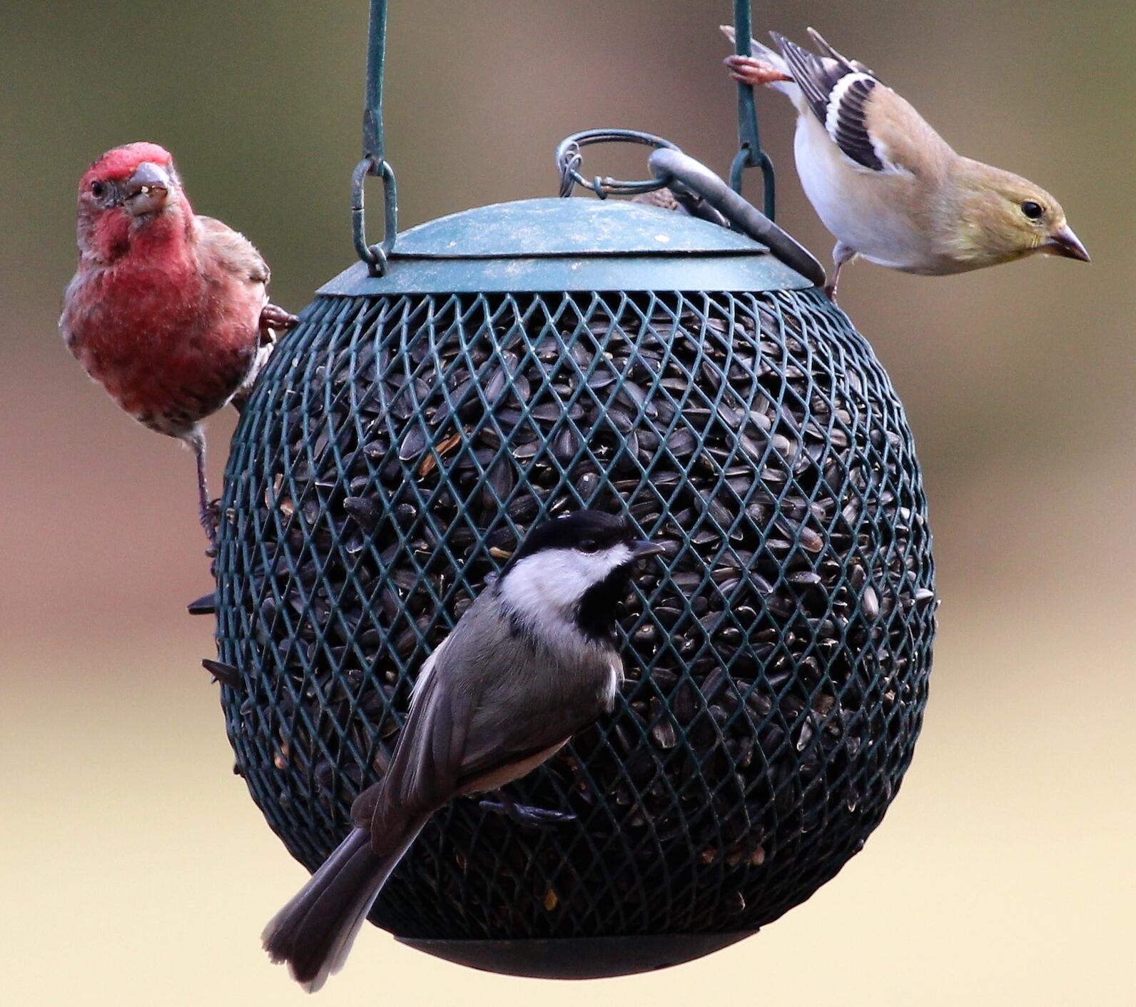 An American Goldfinch, Black-capped Chickadee and House Finch perch on the sides of a spherical tube feeder full of black oil sunflower seeds. 