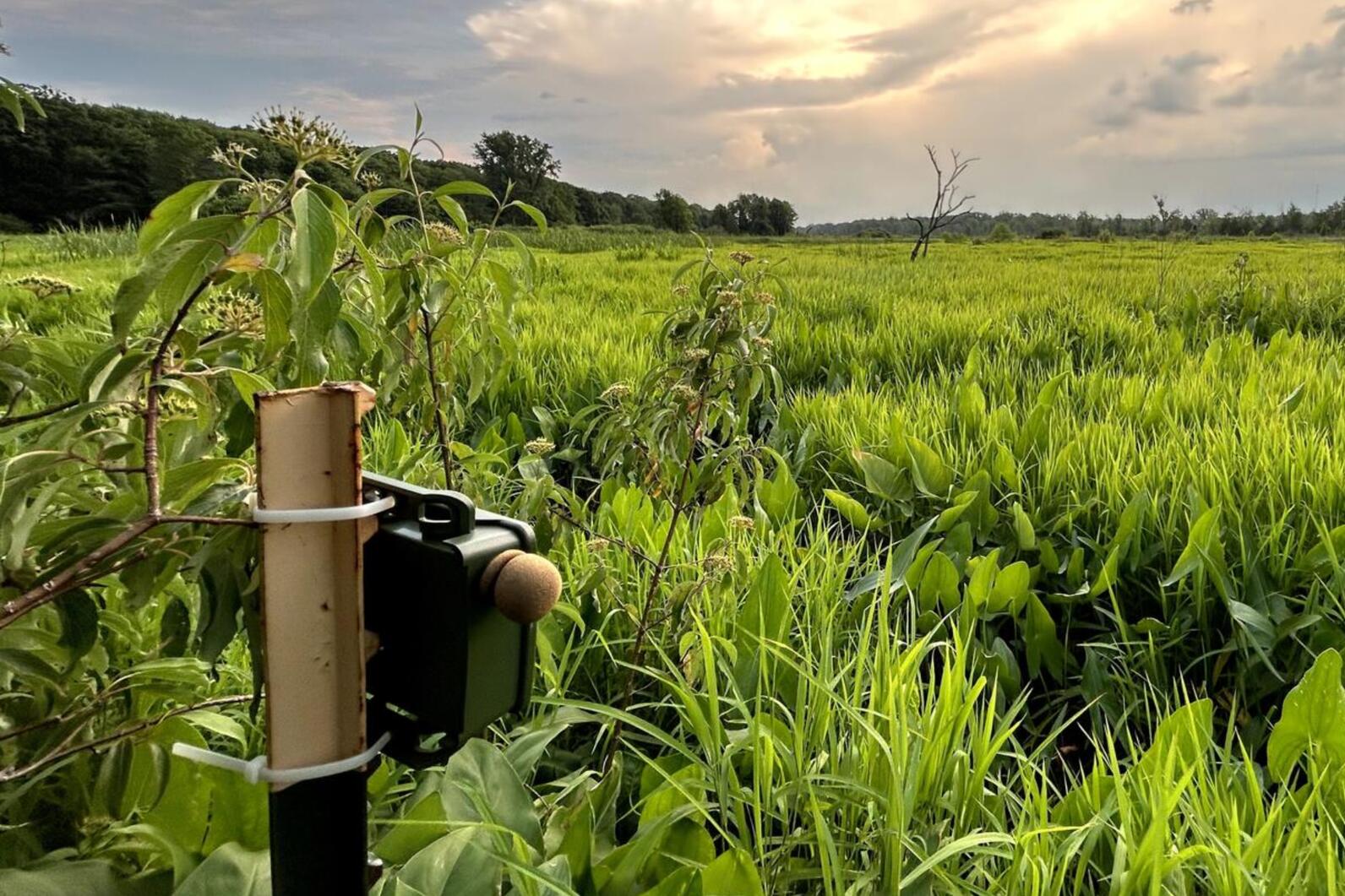 An Autonomous Recording Unit within a wetland. Photo: Audubon Great Lakes An Autonomous Recording Unit within a wetland. Photo: Audubon Great Lakes