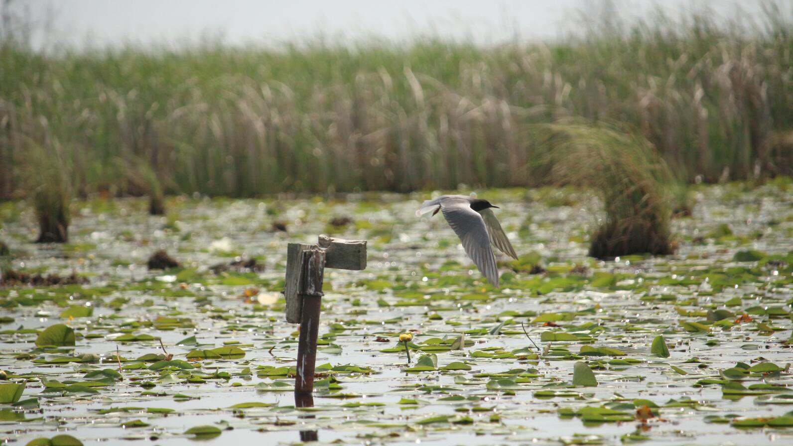 An adult Black Tern takes flight from a perch within a wetland at Wigwam Bay State Wildlife Area, Michigan. 