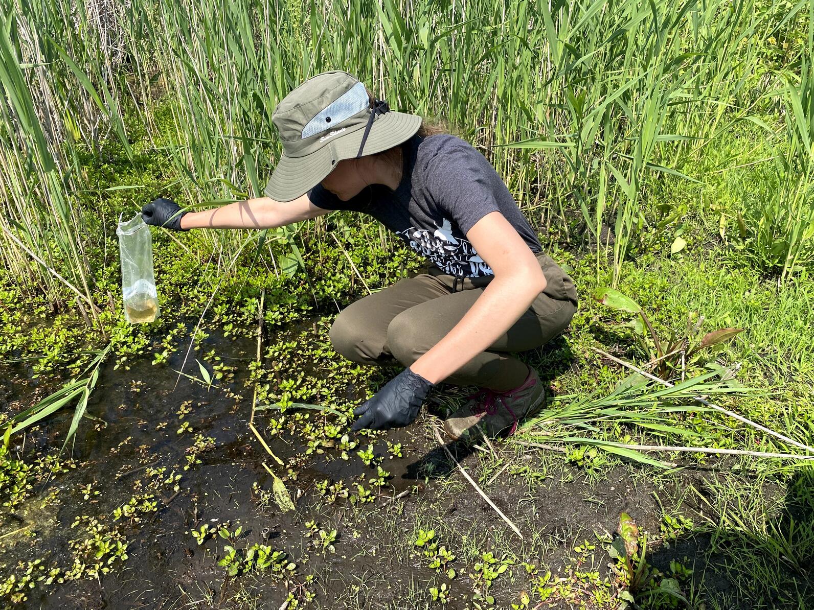 Audubon Staff collect water sample from wetland for eDNA testing and analysis. 