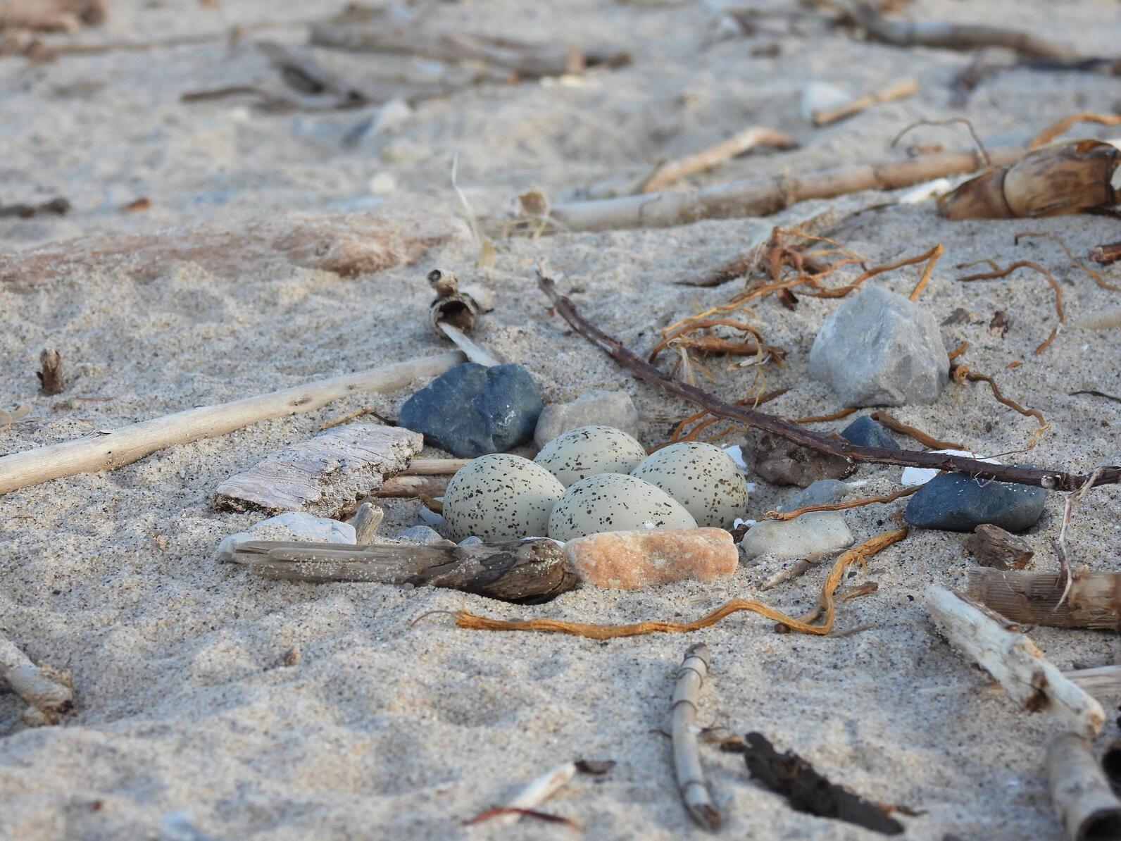 Four sandy-colored and brown spotted eggs sit in a sandy cup nest at Longtail Point. 