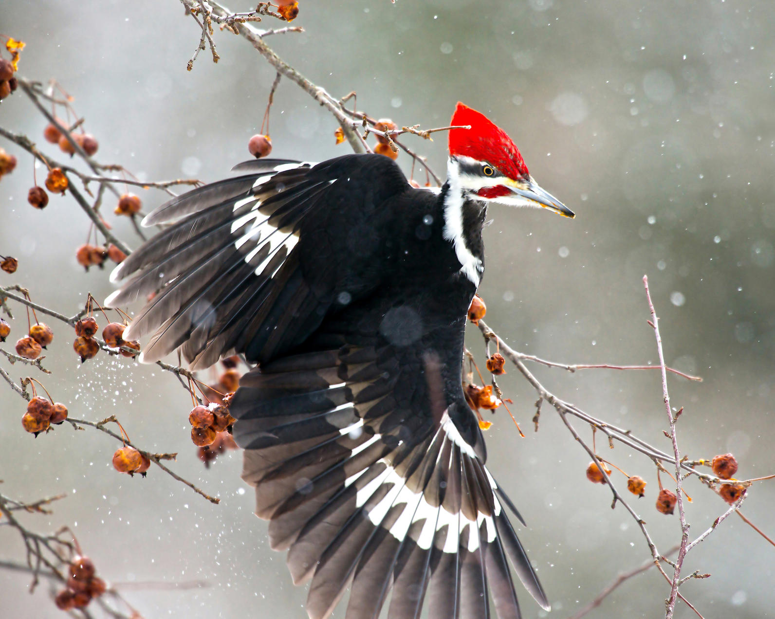 big woodpecker