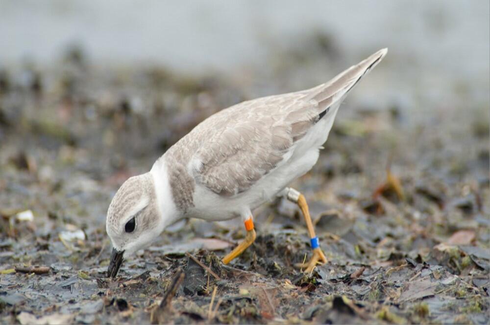 A banded Piping Plover forages along a muddy shoreline with blue, orange and silver leg bands.