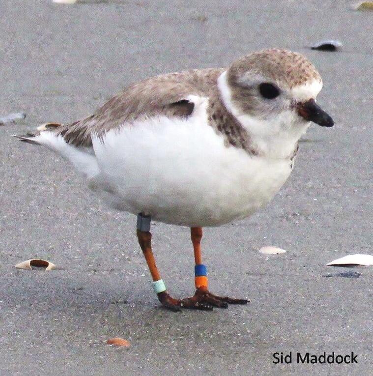 A banded Piping Plover stands on a gray sandy beach with four colorful leg bands. 