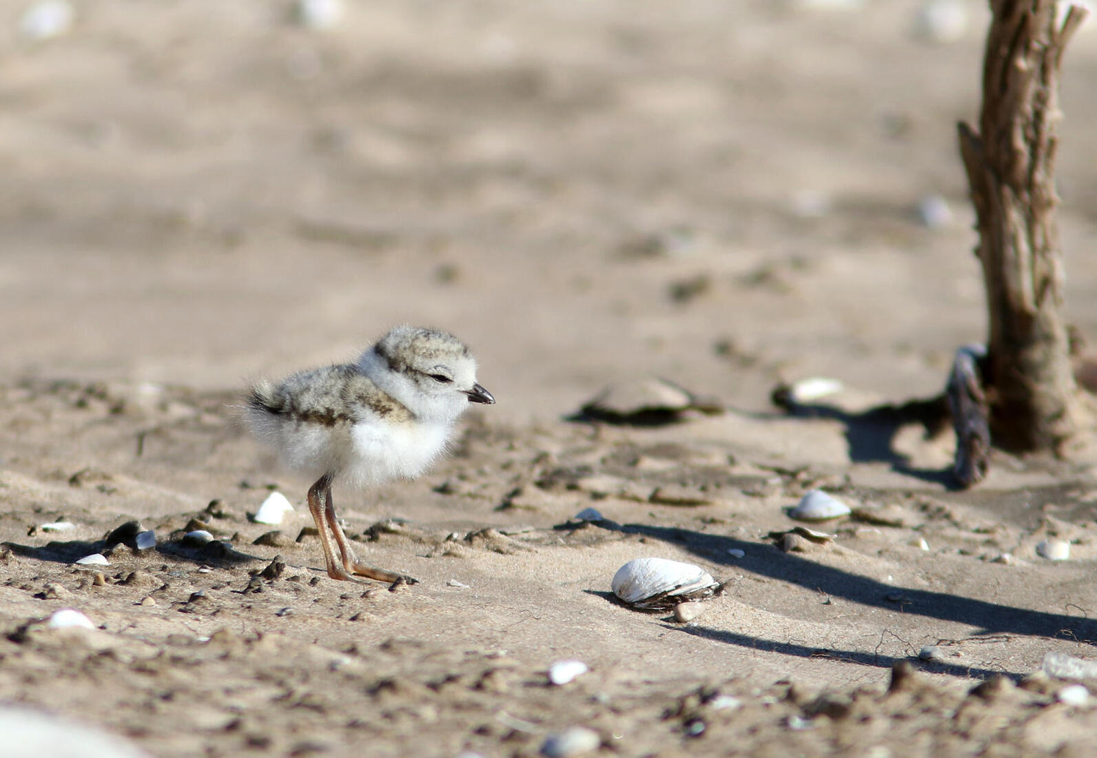 A small fluffy Great Lakes Piping Plover chick stands on the shoreline in Green Bay. Photo: Tom Prestby/Audubon Great Lakes
