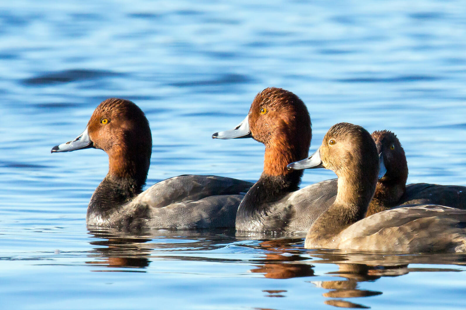 A group of Redhead ducks swim along the water's surface. 