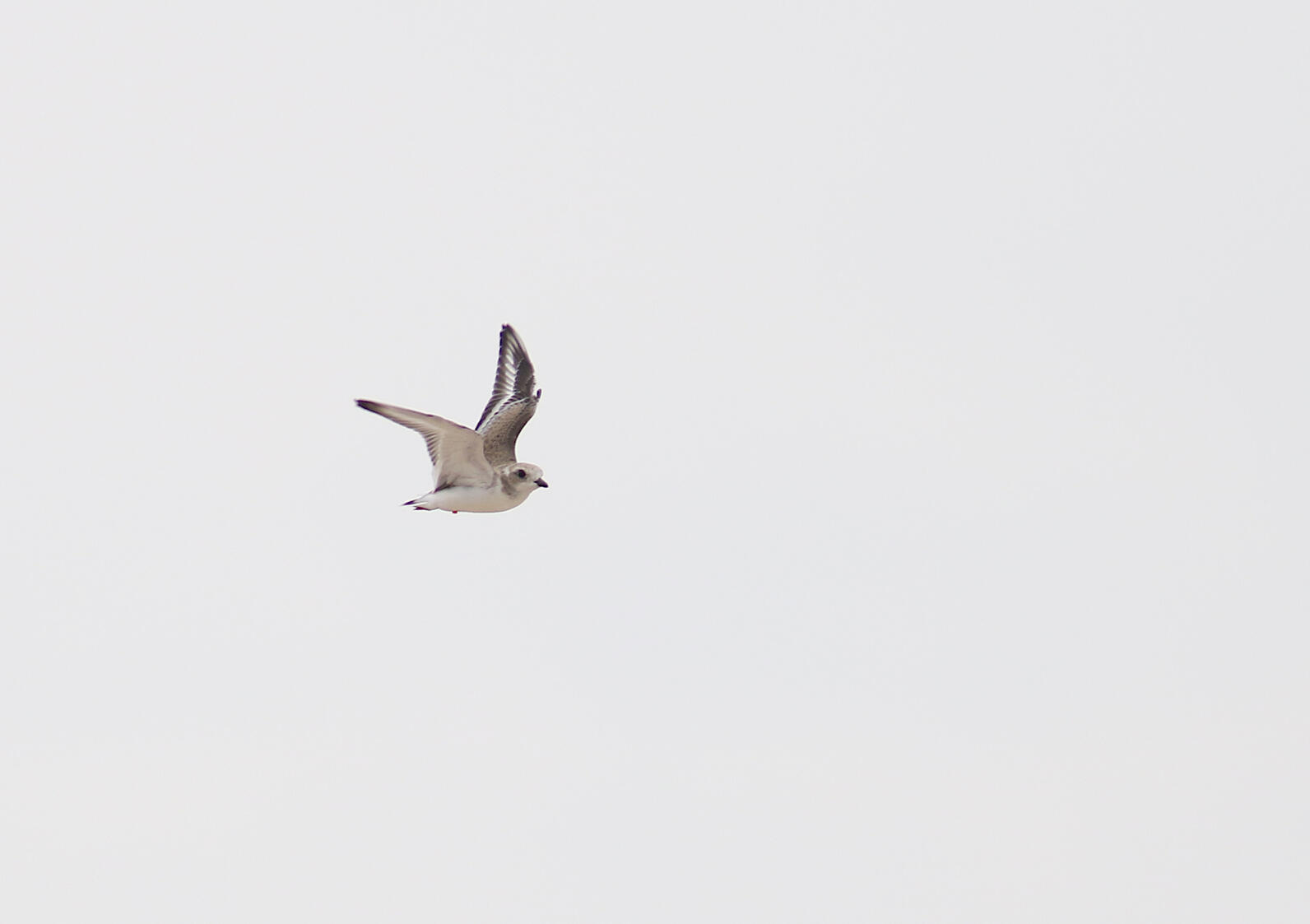 Released-captive reared piping plover chick flies over Cat Islands. 