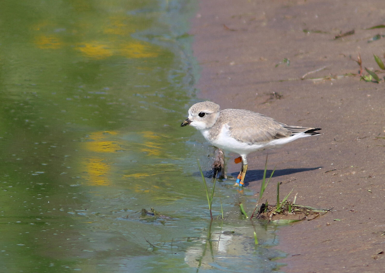 A 28-day-old piping plover chick that was released at Cat Islands.