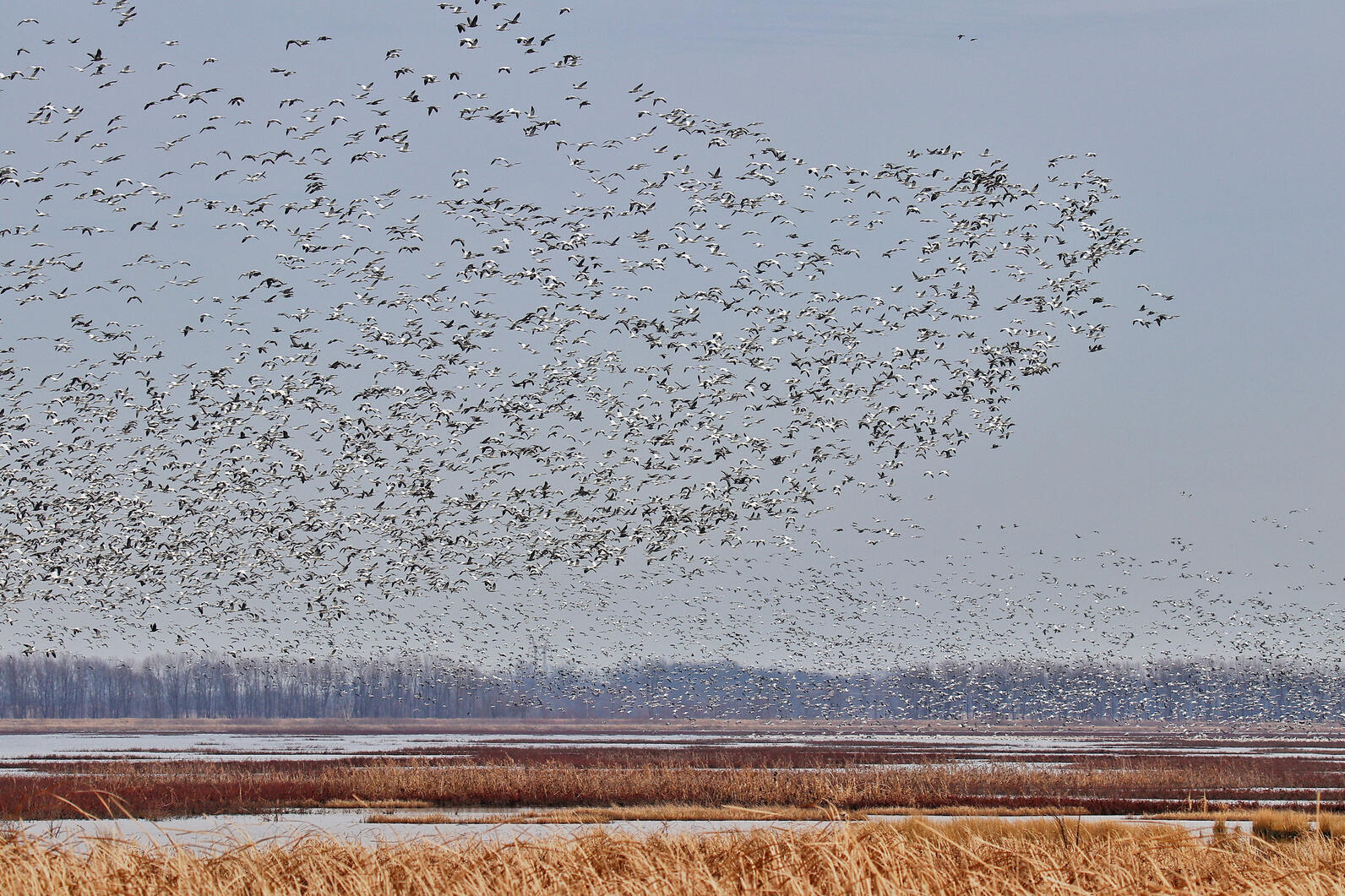 A huge flock of Snow Geese descend on the marsh at Goose Pond Fish and Wildlife Area.