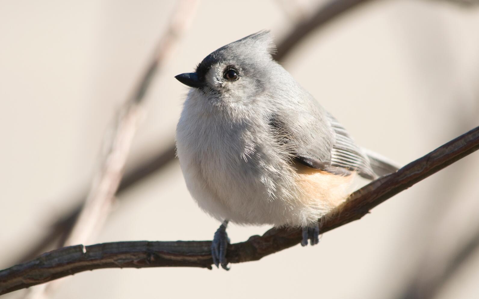 Close-up of a Tufted Titmouse perched on a small, leafless branch. 