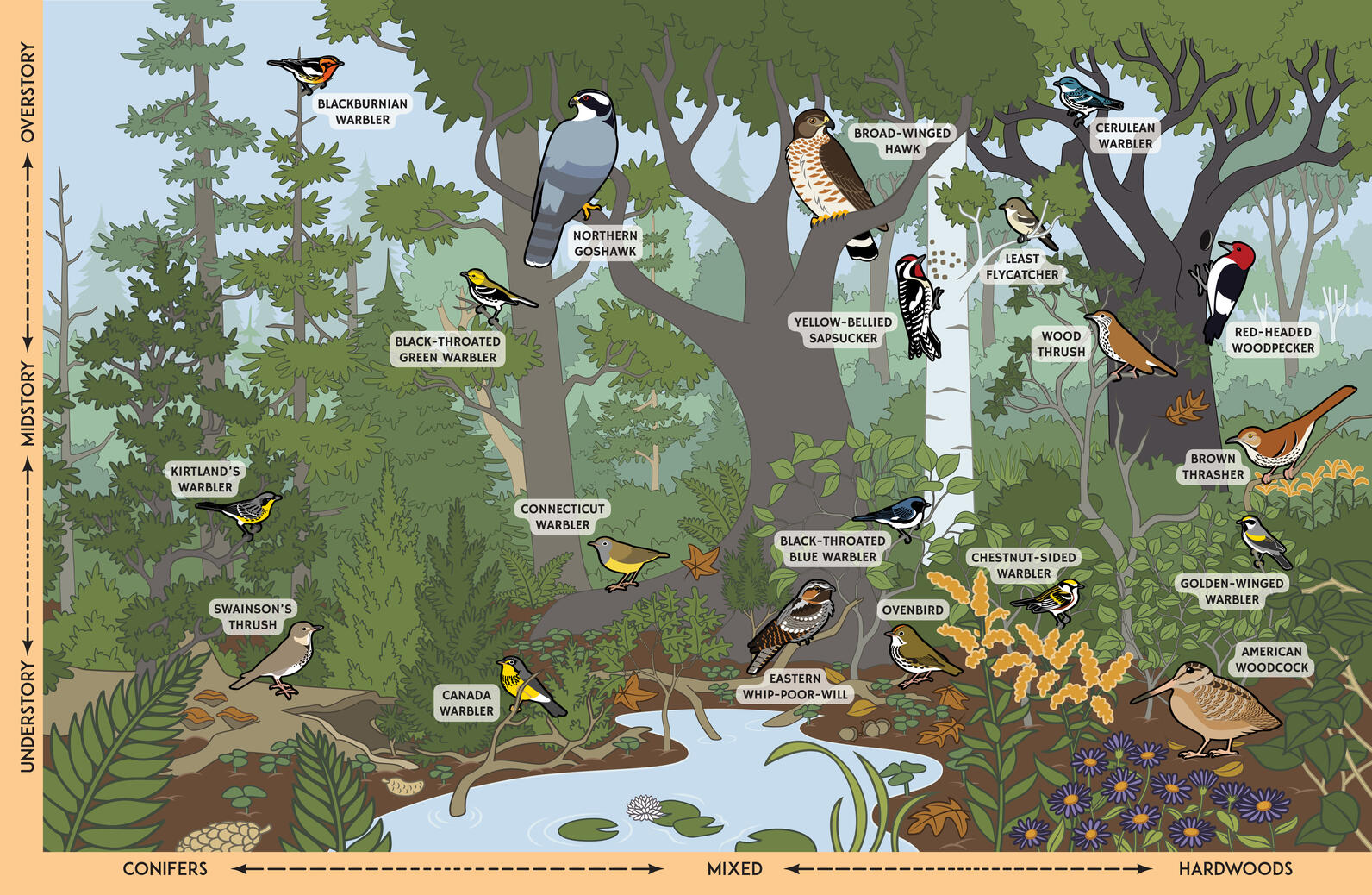 Illustration of 20 priority bird species and where they can be found in the canopy as well as which kinds of forests they can be found in, such as conifers, mixed forests, or hardwoods. 