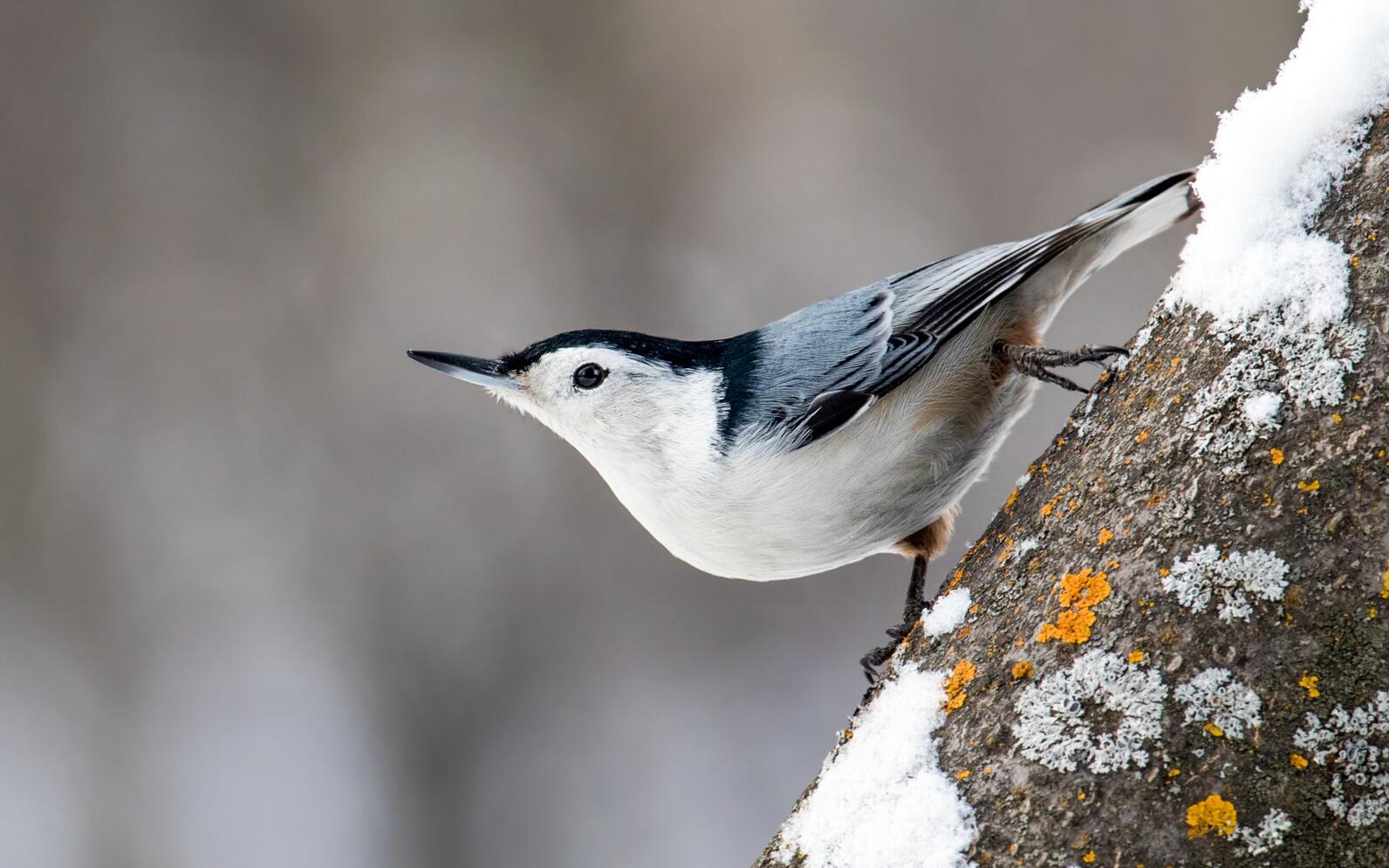 A close-up of a White-breasted Nuthatch walking downwards on a snow-covered branch. 