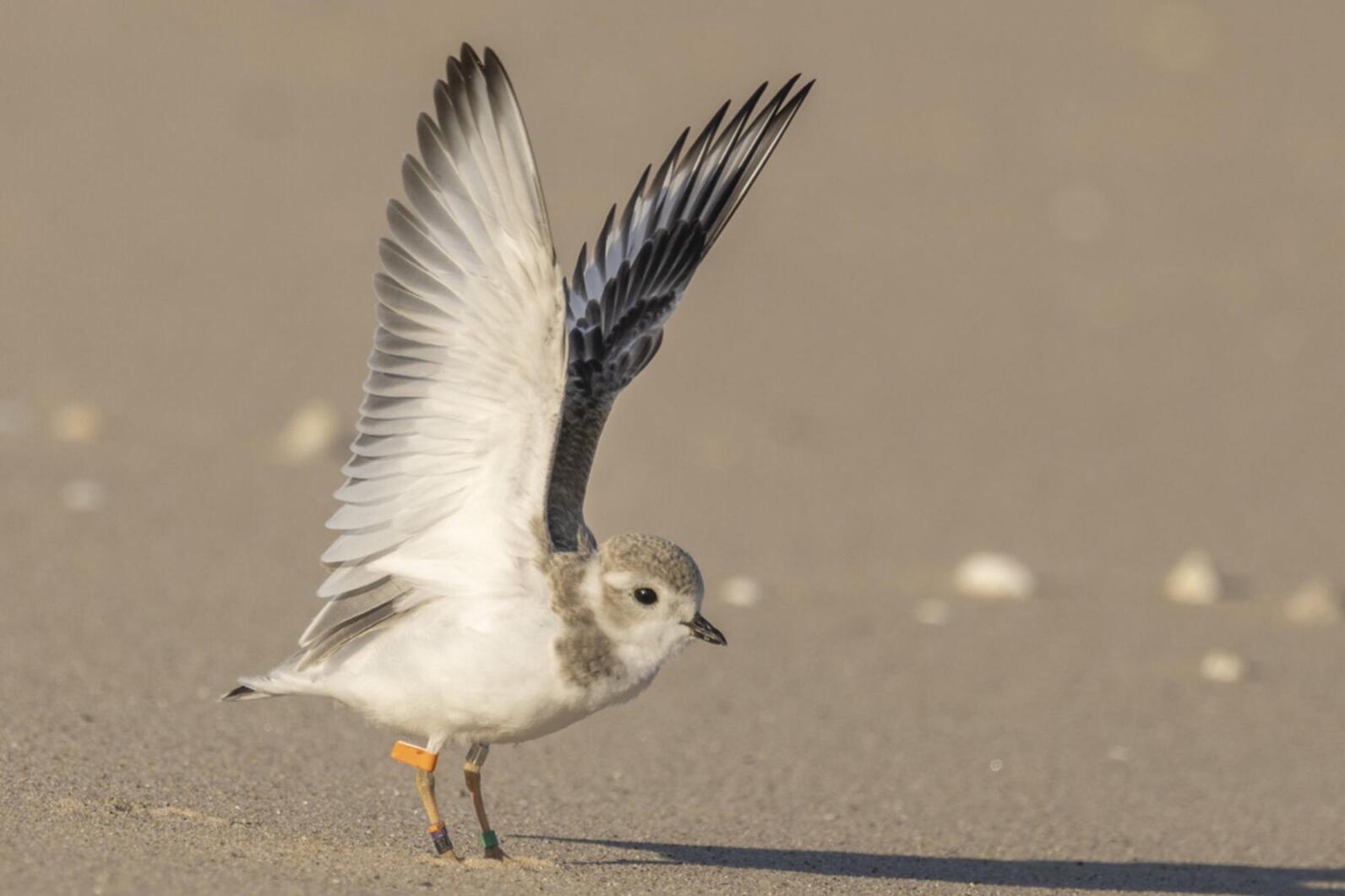 A Great Lakes Piping Plover stretches its wings in Michigan. Photo: Mary Lundeberg A Great Lakes Piping Plover stretches its wings in Michigan. Photo: Mary Lundeberg