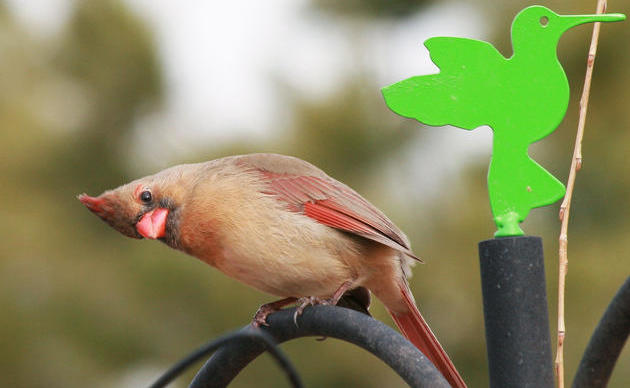 Bird Walks | Audubon Great Lakes