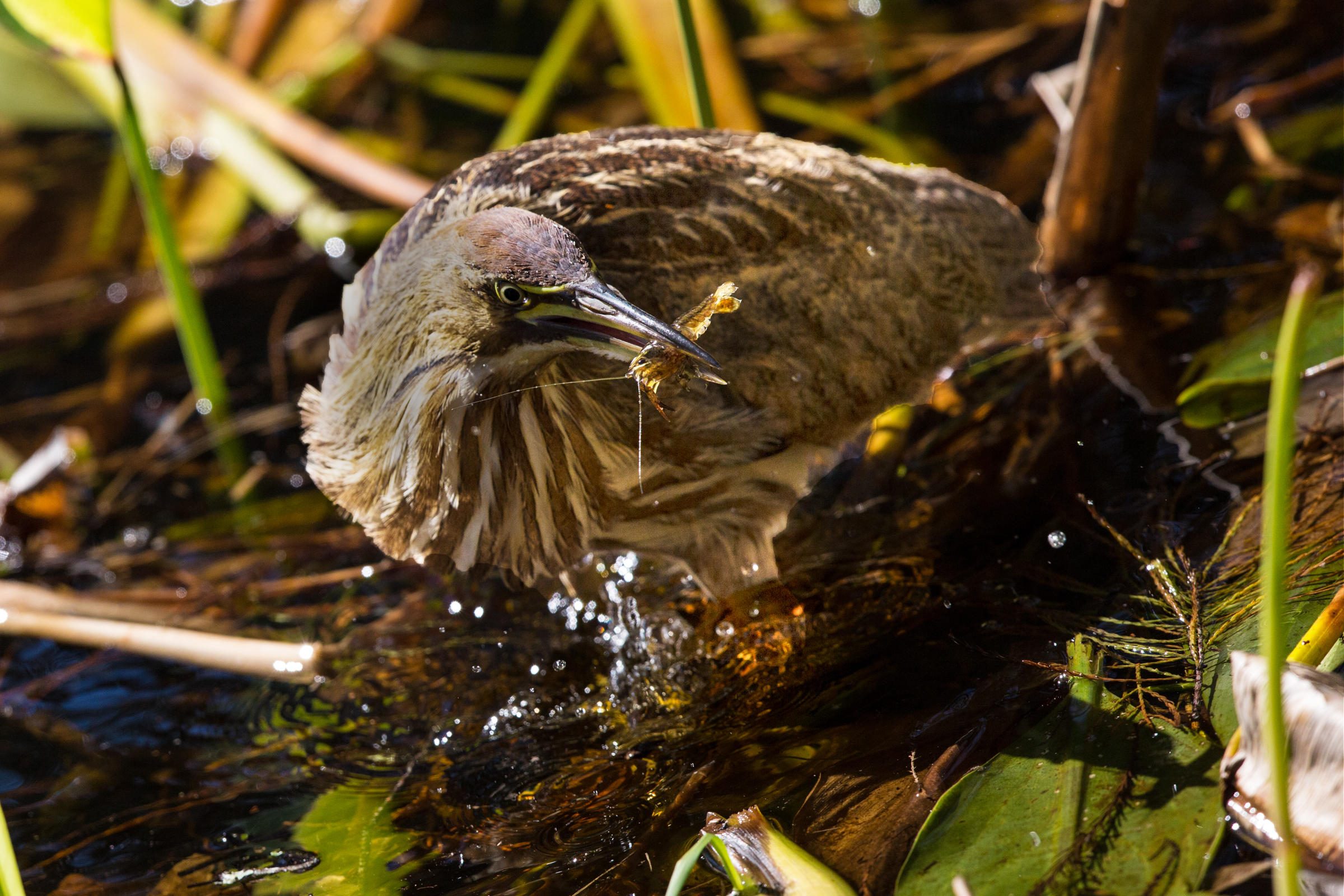 Marsh bird, American Bittern in the Great Lakes