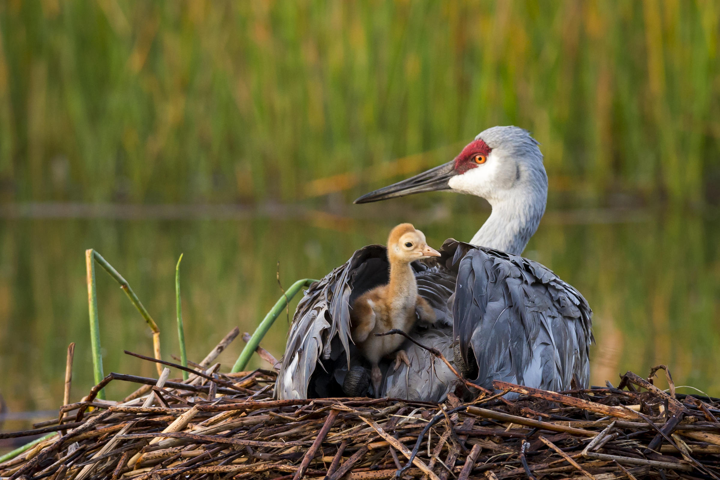 The Nest | Audubon Great Lakes