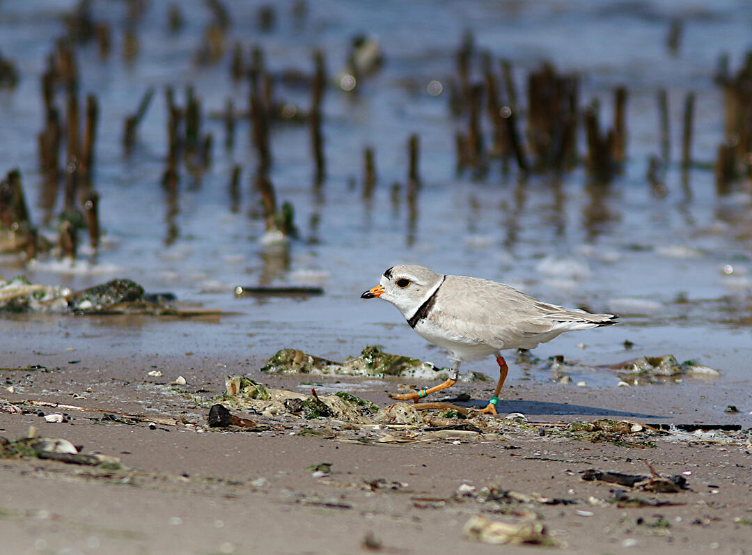 A male Great Lakes Piping Plover at Longtail Point in Lower Green Bay, WI. 