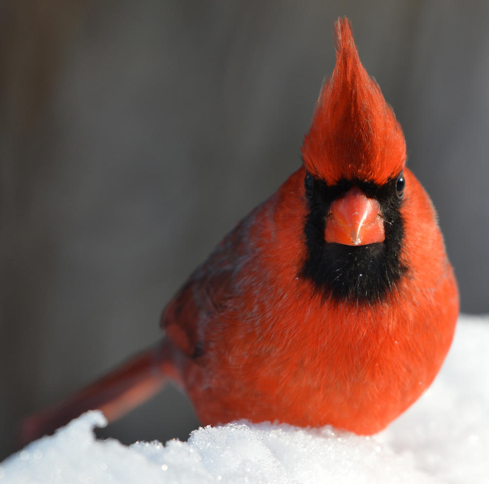 Michigan, Backyard Birds, Northern Cardinal