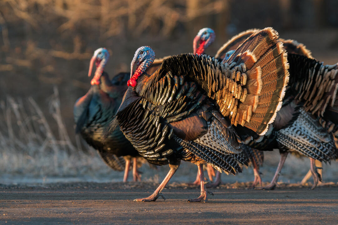 Wild Turkeys. Photo: October Greenfield/Audubon Photography Awards