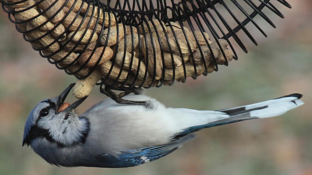 A Blue Jay hangs upside down on the bottom of a wreath tube feeder full of peanuts, with a peanut in its beak. 
