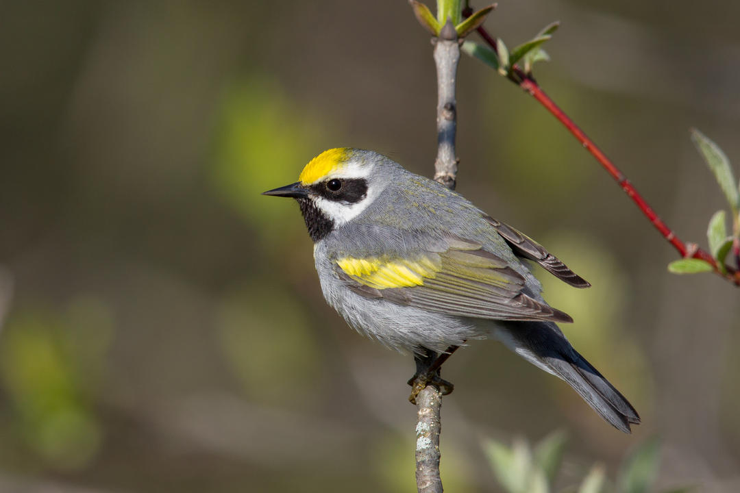 Golden-winged Warblers can be found in Green Bay, Wisconsin