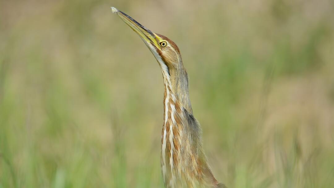 An American Bittern holds its head high above slightly blurred green and brown wetland vegetation and grasses. 