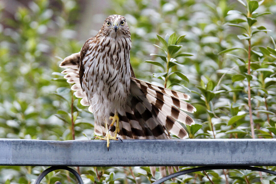 A juvenile Cooper's Hawk stretches awkwardly while perched on a railing.