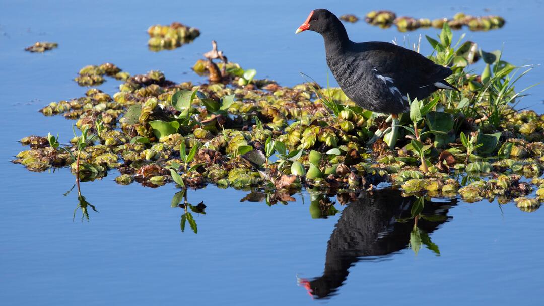 A Common Gallinule stands on floating vegetation within a wetland. 