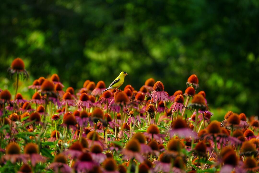 Corrie Carswell/Audubon Photography Awards