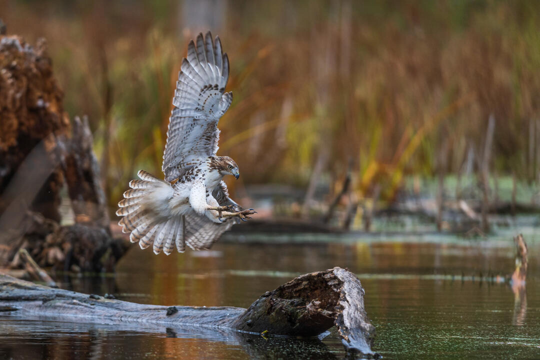 Red-tailed Hawk. Photo: Jamie Burning/Audubon Photography Awards