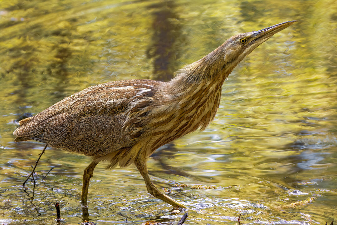 American Bittern James Mefford/Audubon Photography Awards