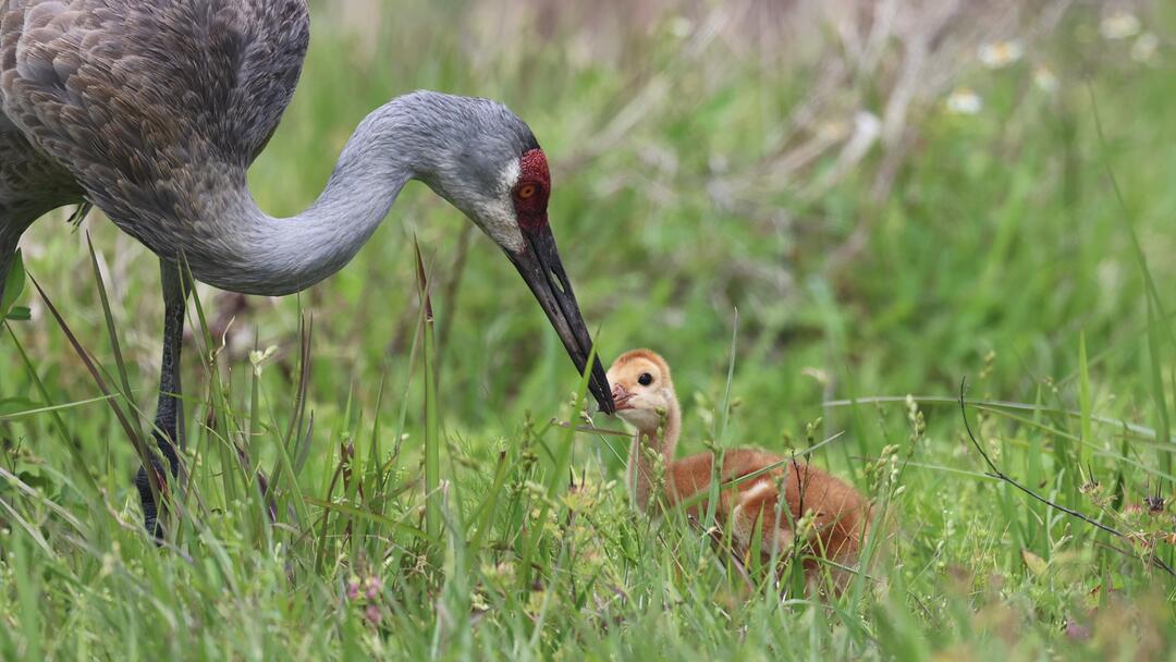 A Sandhill Crane adult and its young colt forage for food in grass.