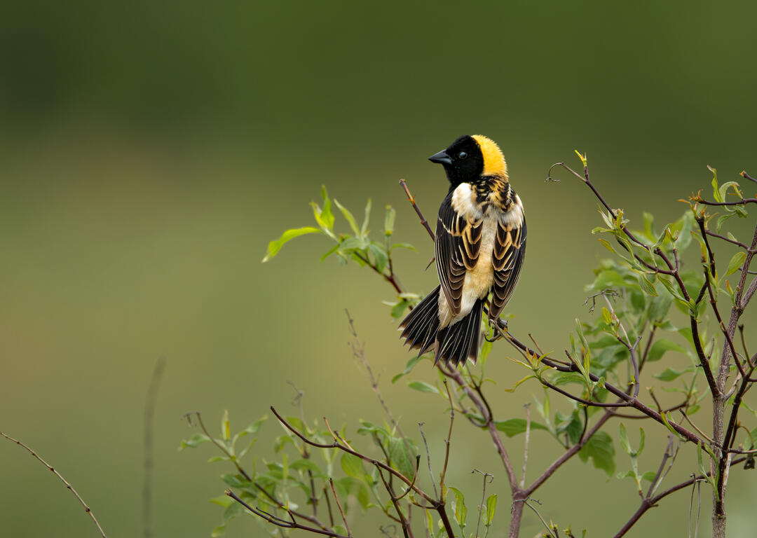 Bobolink.