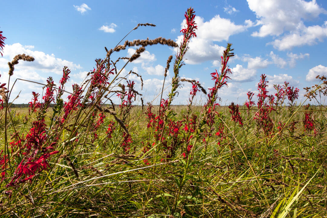 Cardinal Flowers are very yummy for hummingbirds, Bartel Grassland, Cook County, Illinois. Camilla Cerea 