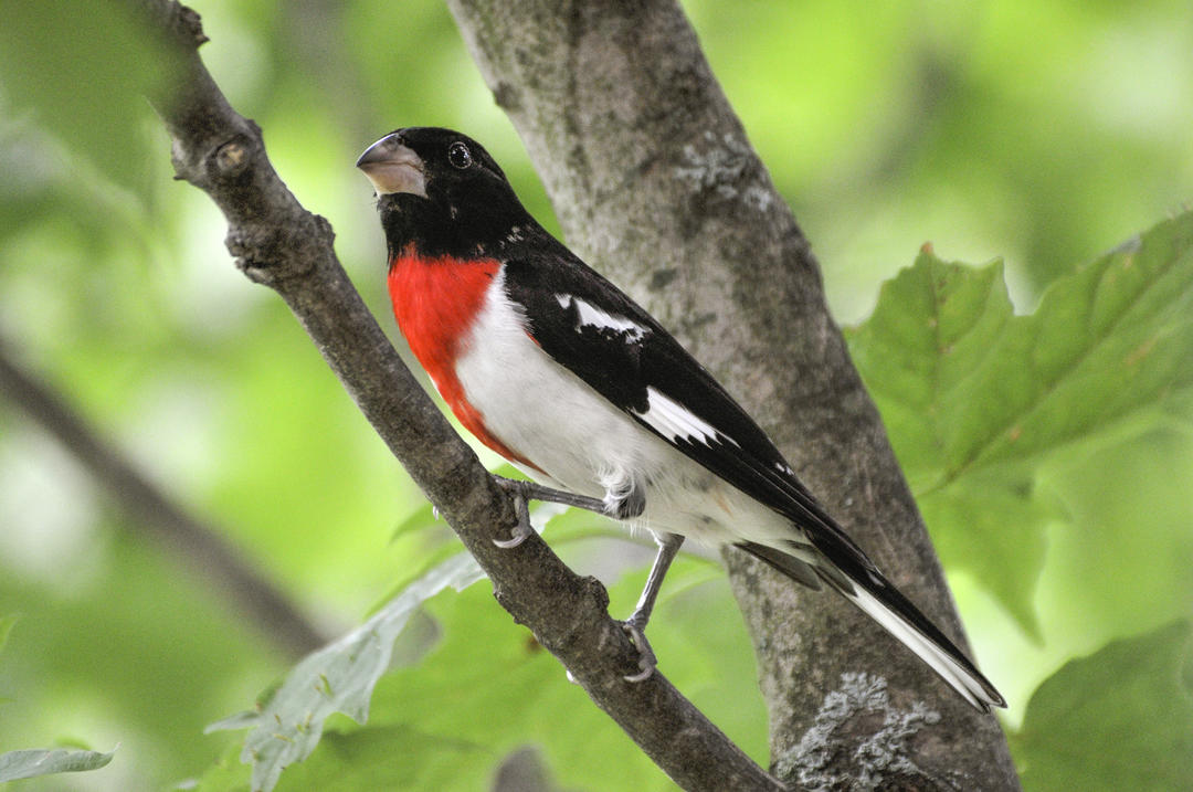 Michigan’s Bird-Friendly Communities | Audubon Great Lakes