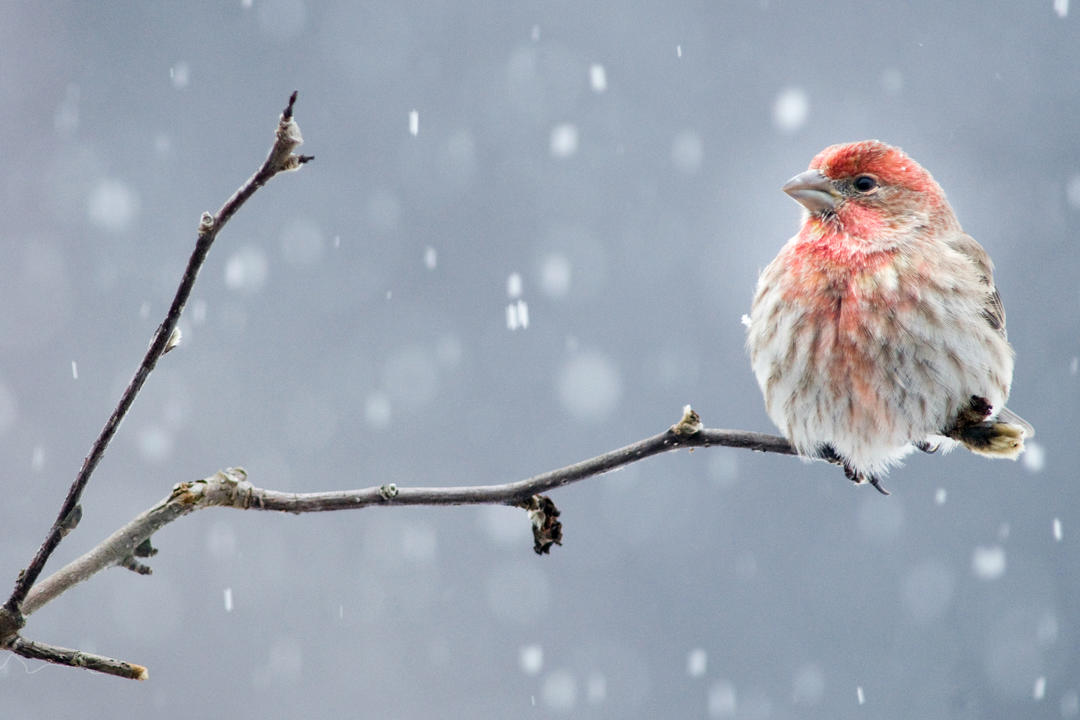 cardinal bird in winter