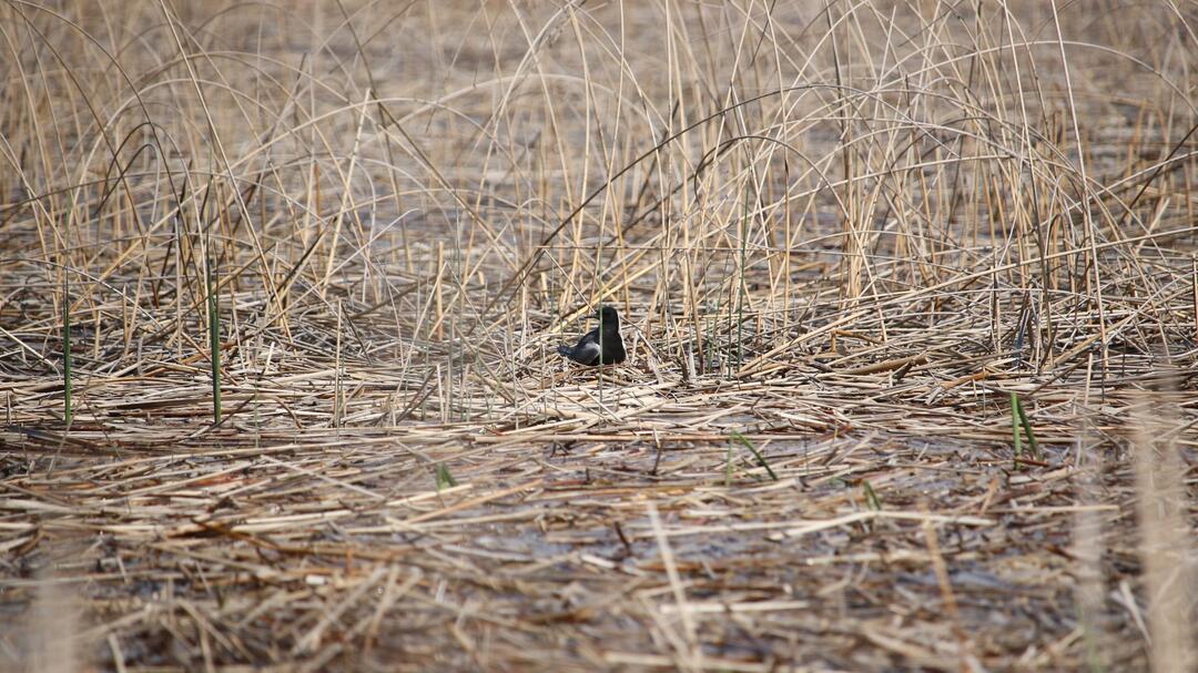 A Black Tern sits on its nest in a Michigan marsh. 
