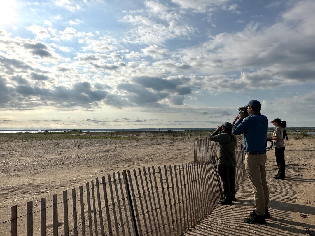 Volunteers and staff look out over a sandy beach with binoculars in search of Piping Plovers at Cat Island, in Green Bay, Wisconsin.