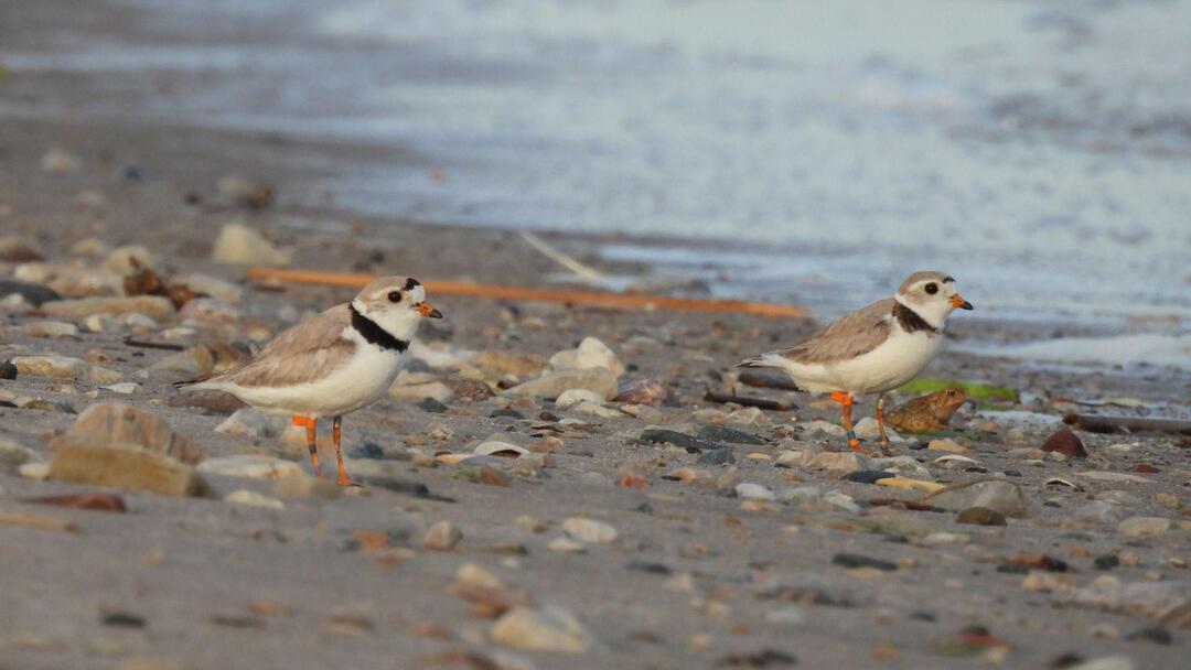 Longtail Point Piping Plover pair.