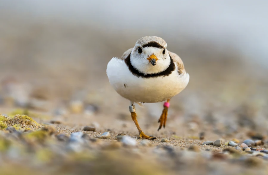 Great Lakes Piping Plover.  Photos: Steve Jessmore